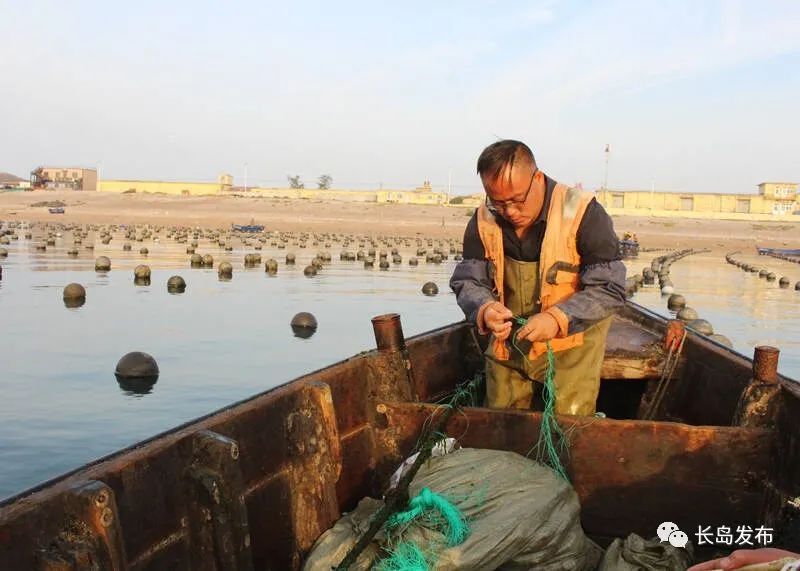 大欽島鄉:海帶分苗搶農時,不誤豐收好年景_騰訊新聞