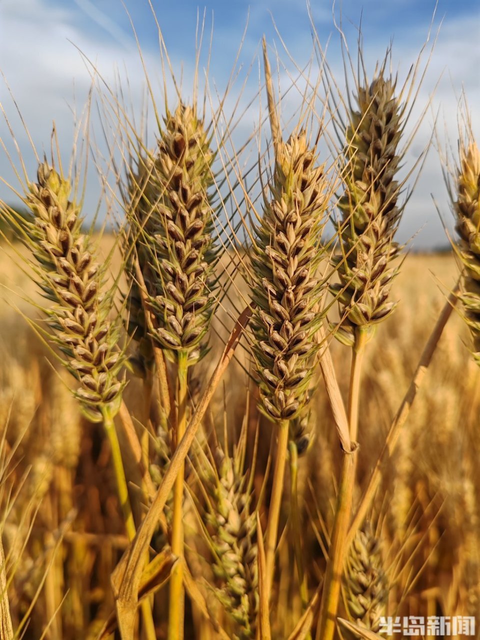 青岛市农科院自主选育的彩色小麦丰收
