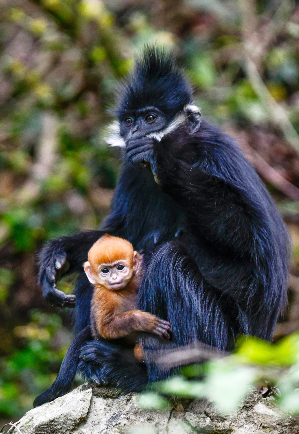 贵州麻阳河国家级自然保护区里的黑叶猴