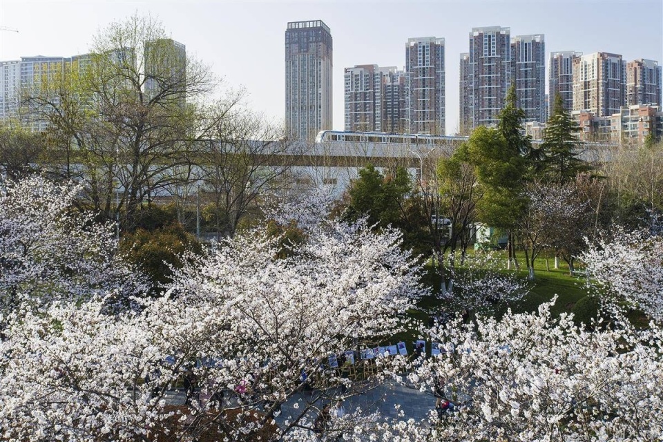 武汉堤角公园樱花迎春绽放