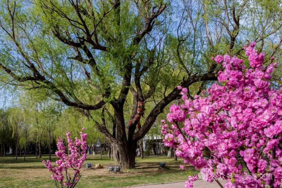 06赏花踏青花期:4月下旬至5月末赏花踏青打卡地推荐:双凌公园地址