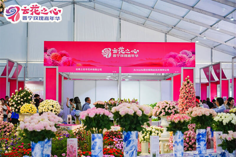 "云花之心61晋宁玫瑰嘉年华"今日启幕 沉浸式体验,共赏玫瑰盛宴!