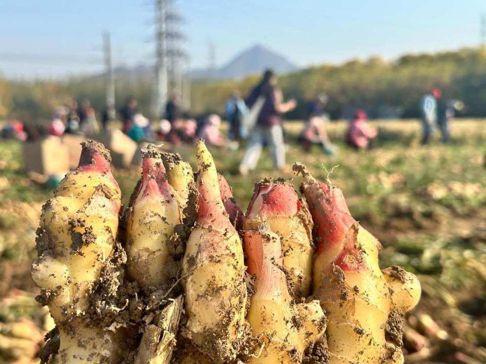 [南方生姜网-图片加载]