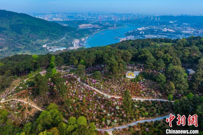 郭旭摄3月29日,重庆市南岸区南山放牛村杜鹃园内,5万余株杜鹃花迎来