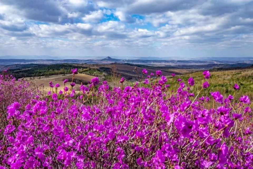 在延边,如此规模的野生金达莱花海实属少见.