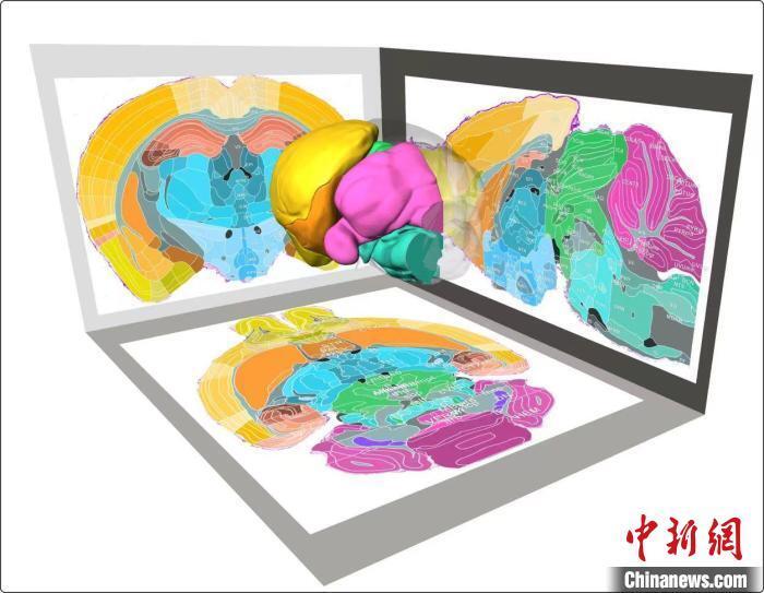 头发丝五十分之一精度的小鼠三维脑区图谱，你知道是如何做到的？