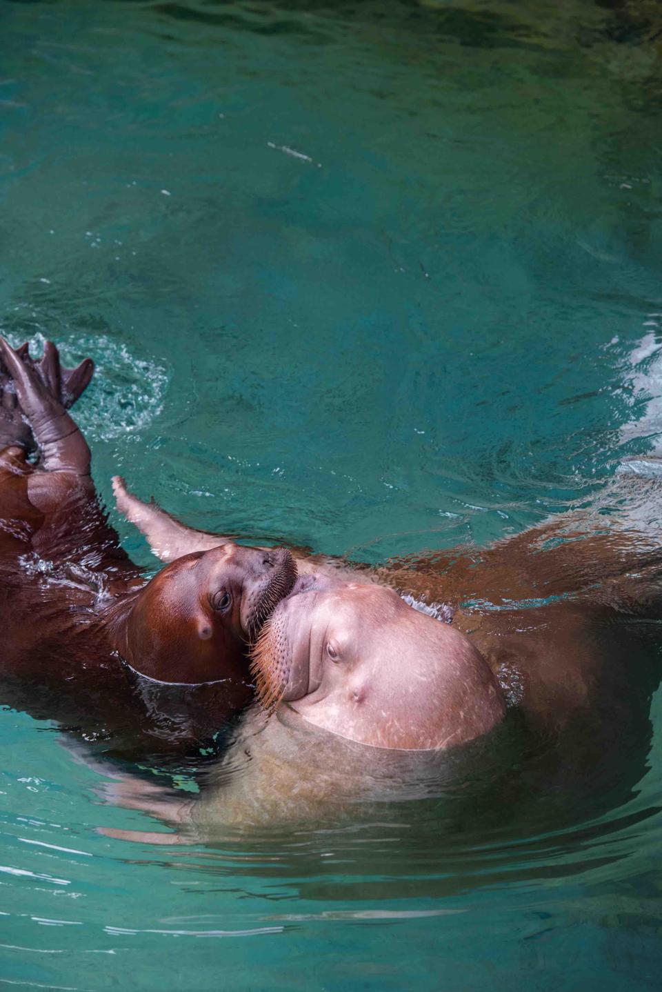 攻破繁育难题,首只太平洋海象宝宝在珠海繁育成功并首展