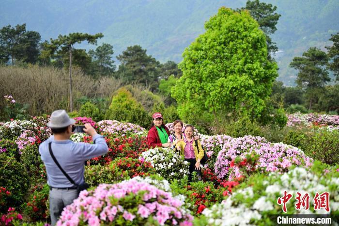 重庆南山五万余株杜鹃花迎春绽放