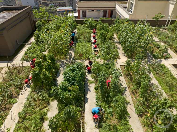 屋顶菜园实景图片图片