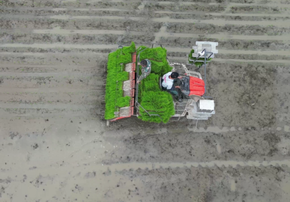 今日"芒种",农户田间地头忙插秧
