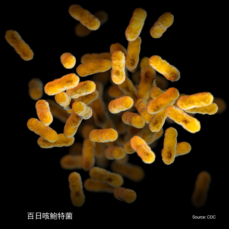 百日咳鲍特菌菌落图片