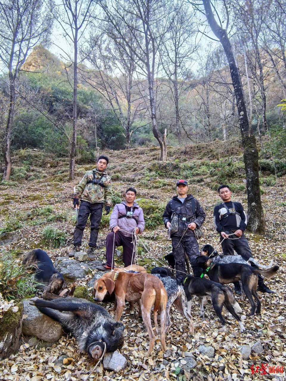 揭秘“野猪猎捕队”｜“职业猎人”月薪过万，飞手、机油手各司其职 有团队一年投入百万元