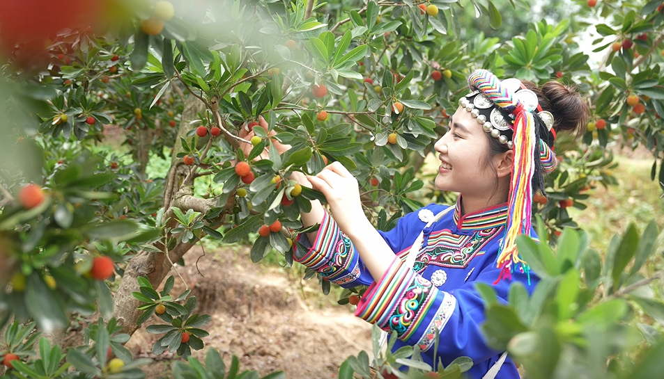 靖州杨梅 从枝头红到心头