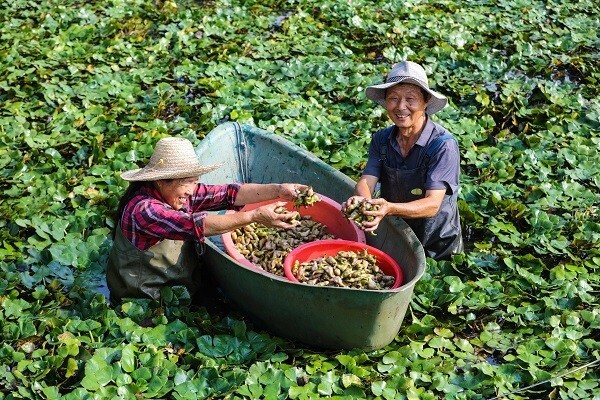 致富三农种植_致富三农视频养鱼_三农致富经