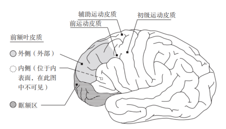 “确诊了，前额叶受损！”关于大脑额叶的一些知识_腾讯新闻