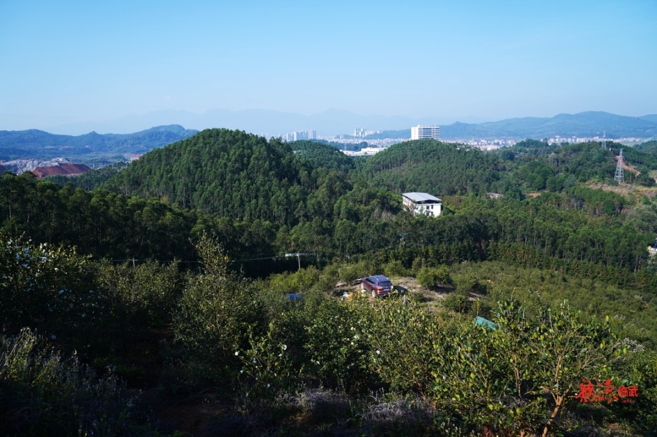 图集丨郴州临武:油茶满岗觅籽忙_腾讯新闻