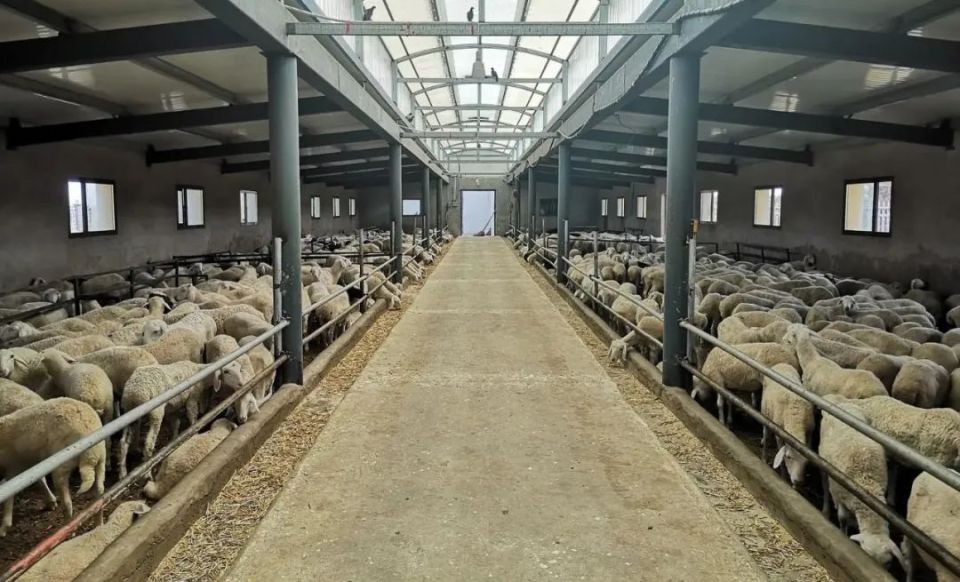 【乡村行 看振兴】凤山乡:完善畜禽养殖产业链 推动畜牧业高质量发展