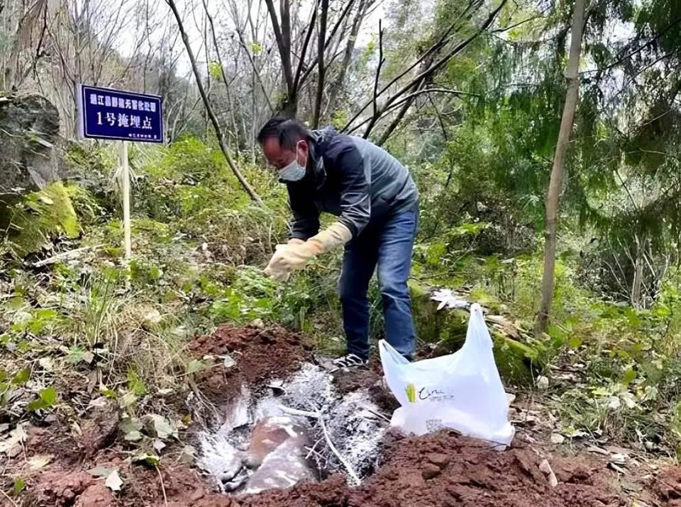 四川多地按下野猪猎捕“暂停键”，野猪致害防控为何这么难？