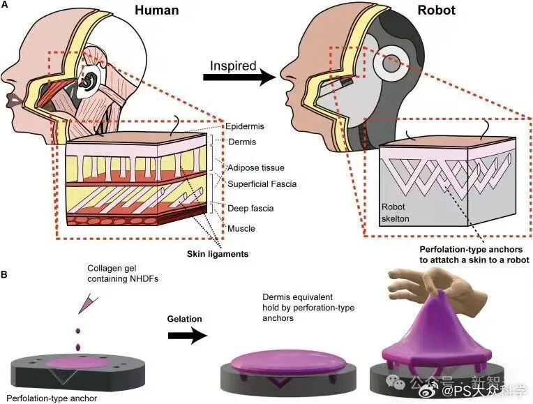 畫(huà)皮走進(jìn)現(xiàn)實(shí)？微笑機(jī)器人臉由活體人類皮膚細(xì)胞打造，你怕了沒(méi)
