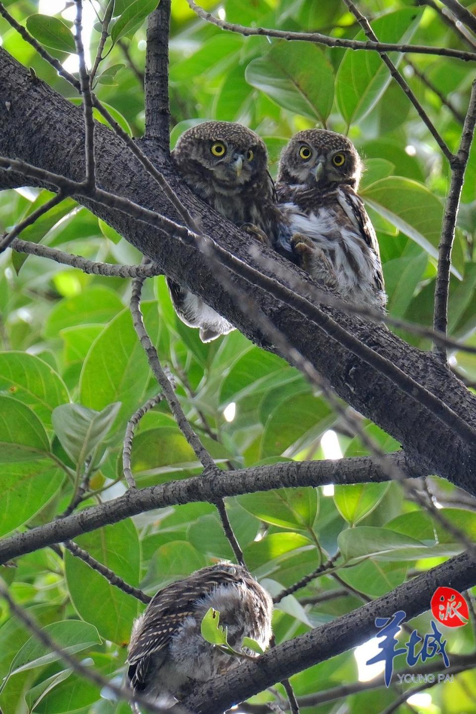 榕树上三只猫头鹰小萌宝"排排坐"
