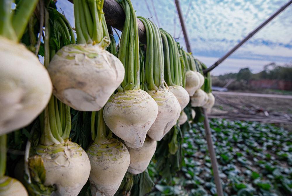 舌尖苏味丨苏州吴江大头菜:非遗美食 清香四溢