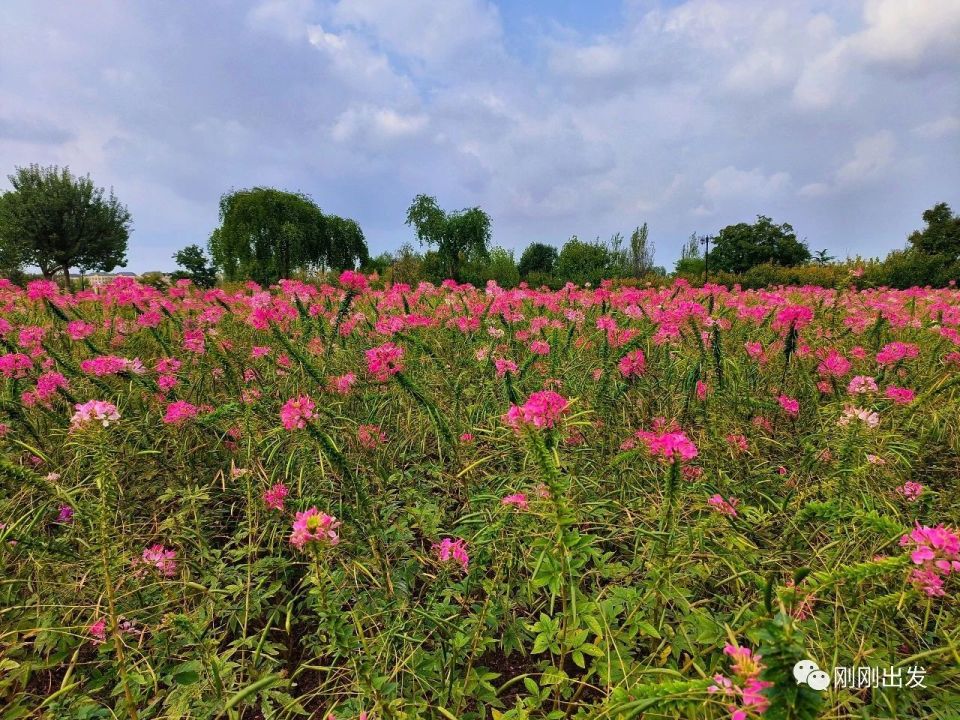 秋日大连董家沟植物园,赏花好地方,太美了_腾讯新闻
