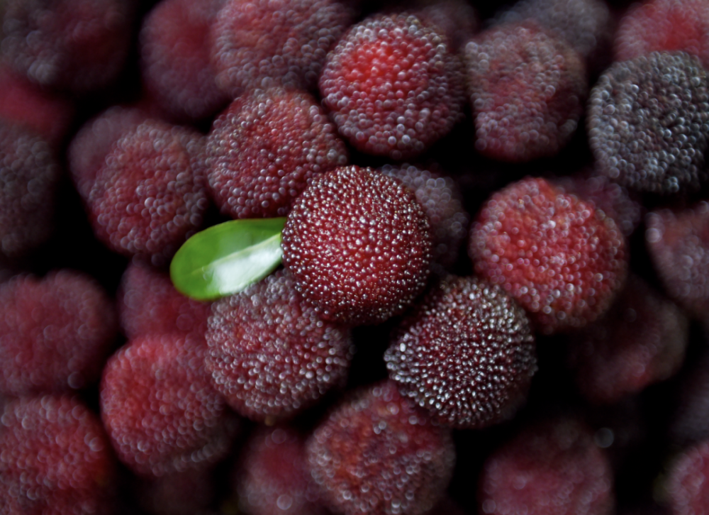 仙居杨梅凭什么强势"霸屏"?