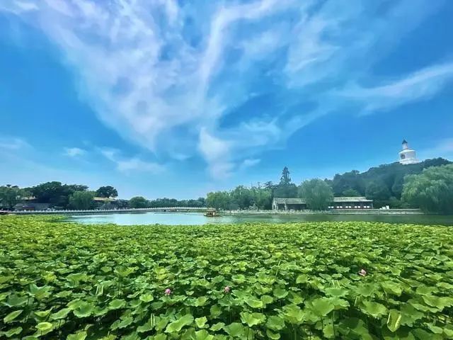 荷花"头像"上新!北京市属公园赏荷赏莲攻略来啦