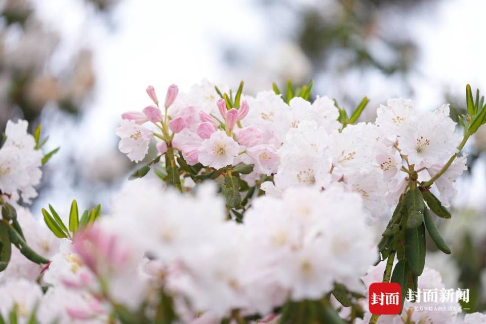 四川凉山金阳县10万亩索玛花进入盛花期丨图集