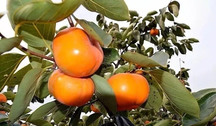 当年奉城响当当的"柿子村",原来就是因为这棵百年柿子树!_腾讯新闻