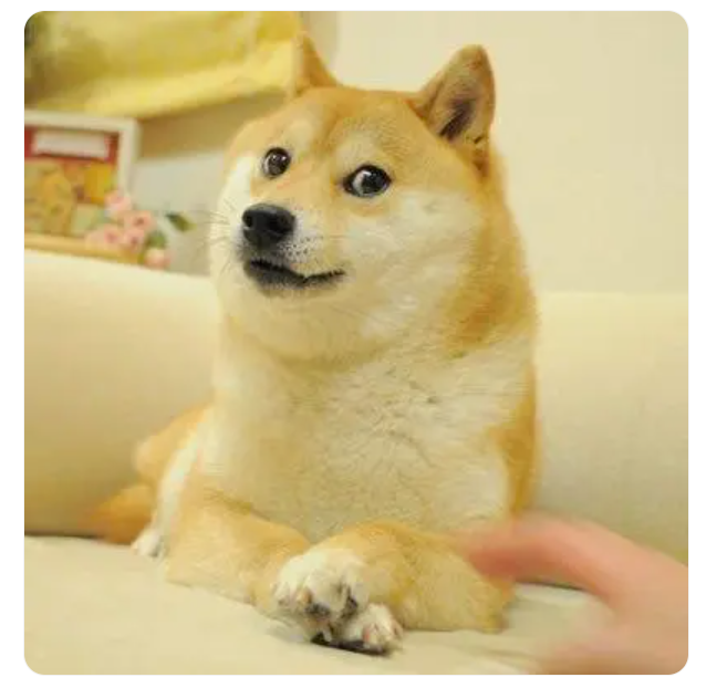 "doge"表情包原型柴犬去世,曾被弃养险遭安乐死