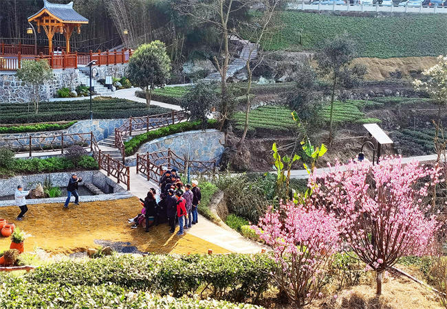 荣县铁厂镇黑观音村石笋沟茶叶省级现代农业园区核心区,风景如画.