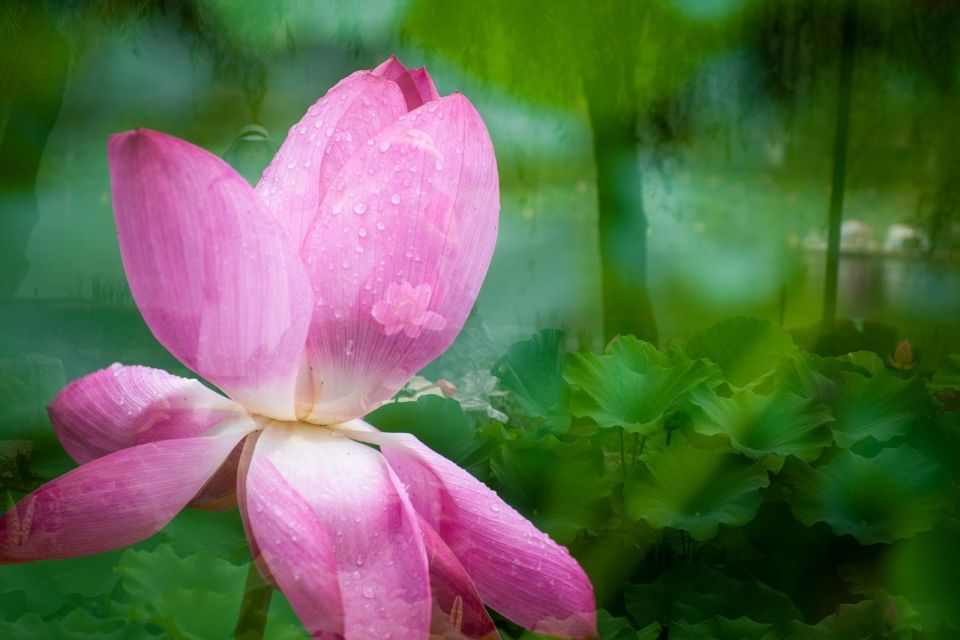 多重曝光拍荷花