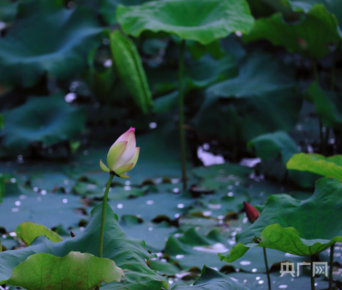 雨后荷花池图片图片