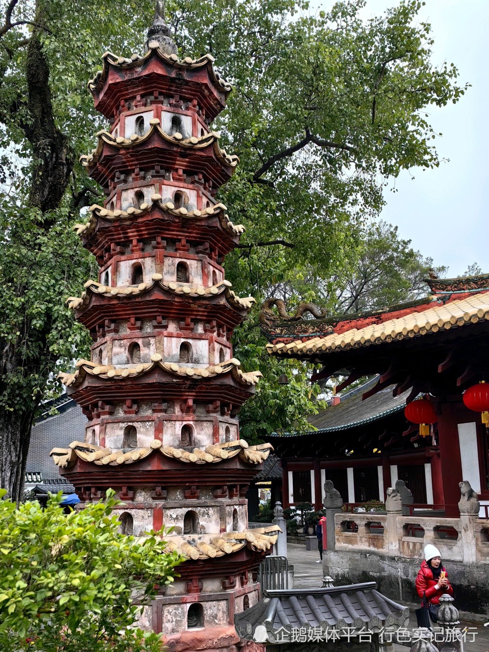 广州光孝寺黄花风铃木竞相绽放,赏花游客蜂拥而至,太美了_腾讯新闻