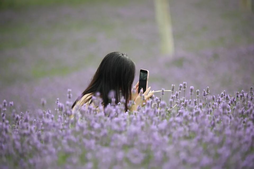 花开正好,等你来打卡!