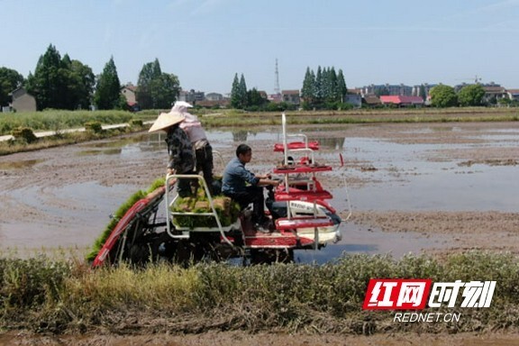 益阳报道5月上旬,调研组工作人员穿行在沅江市草尾镇,阳罗洲镇,共华镇