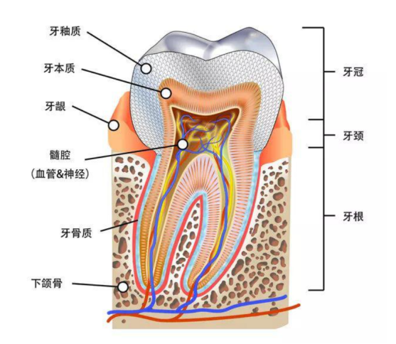 牙齿的基本结构图片图片