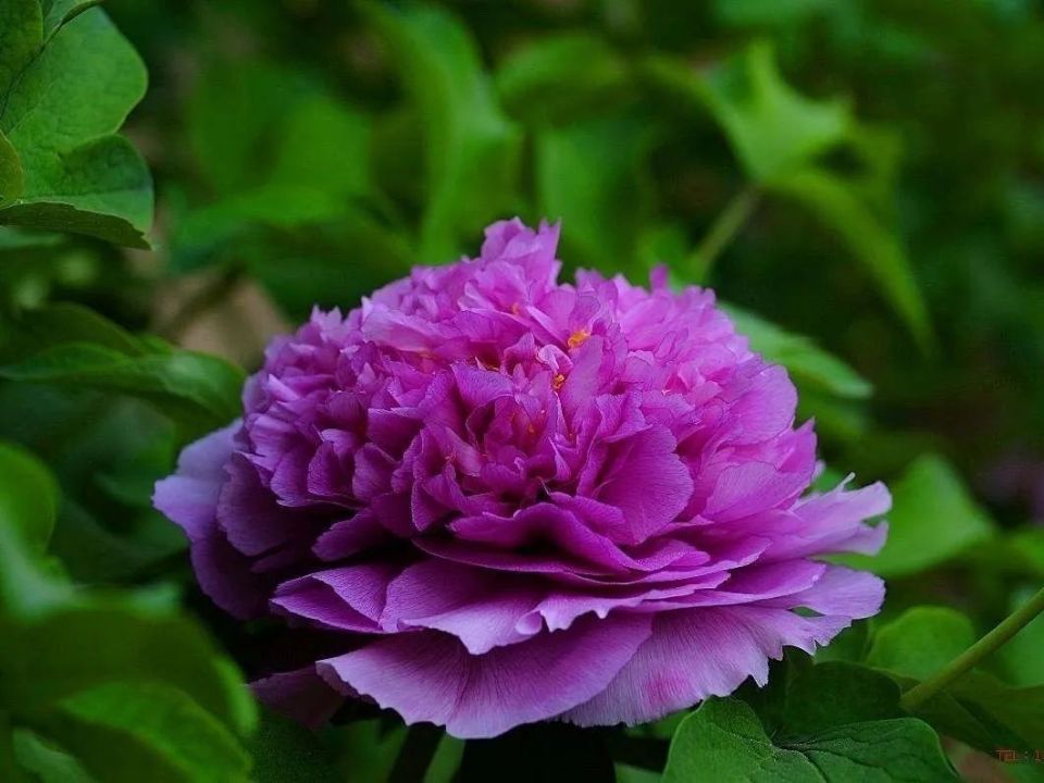 【mark】唯有牡丹真国色,"洛"花时节又逢君