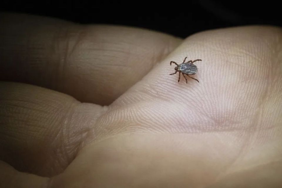 这种虫子咬一下,女孩永远失去了妈妈