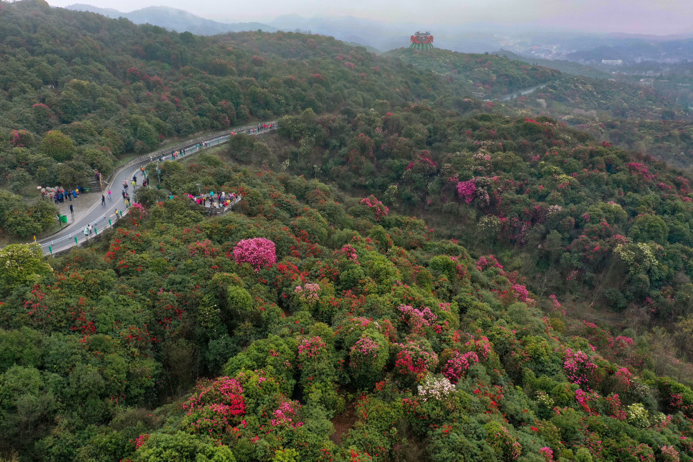 (新华全媒)贵州:观百里杜鹃花海