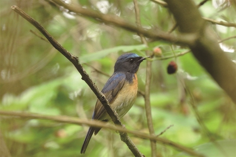 温州拍鸟小伙刷新浙江新纪录