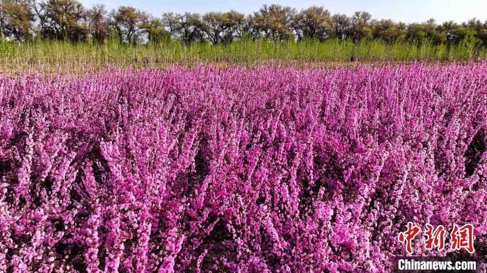 新疆托克逊县榆叶梅盛放美不胜收