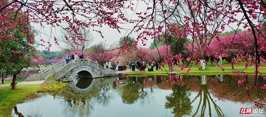 【每日一图@湖南】醉美踏春,行走在橘子洲梅园的美好时光