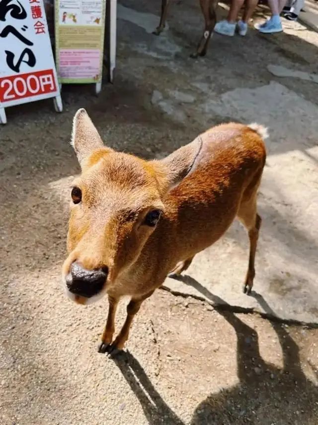 上海"小鹿公园"火了!浦东一座冷门宝藏公园走红!免费的,你去过吗?