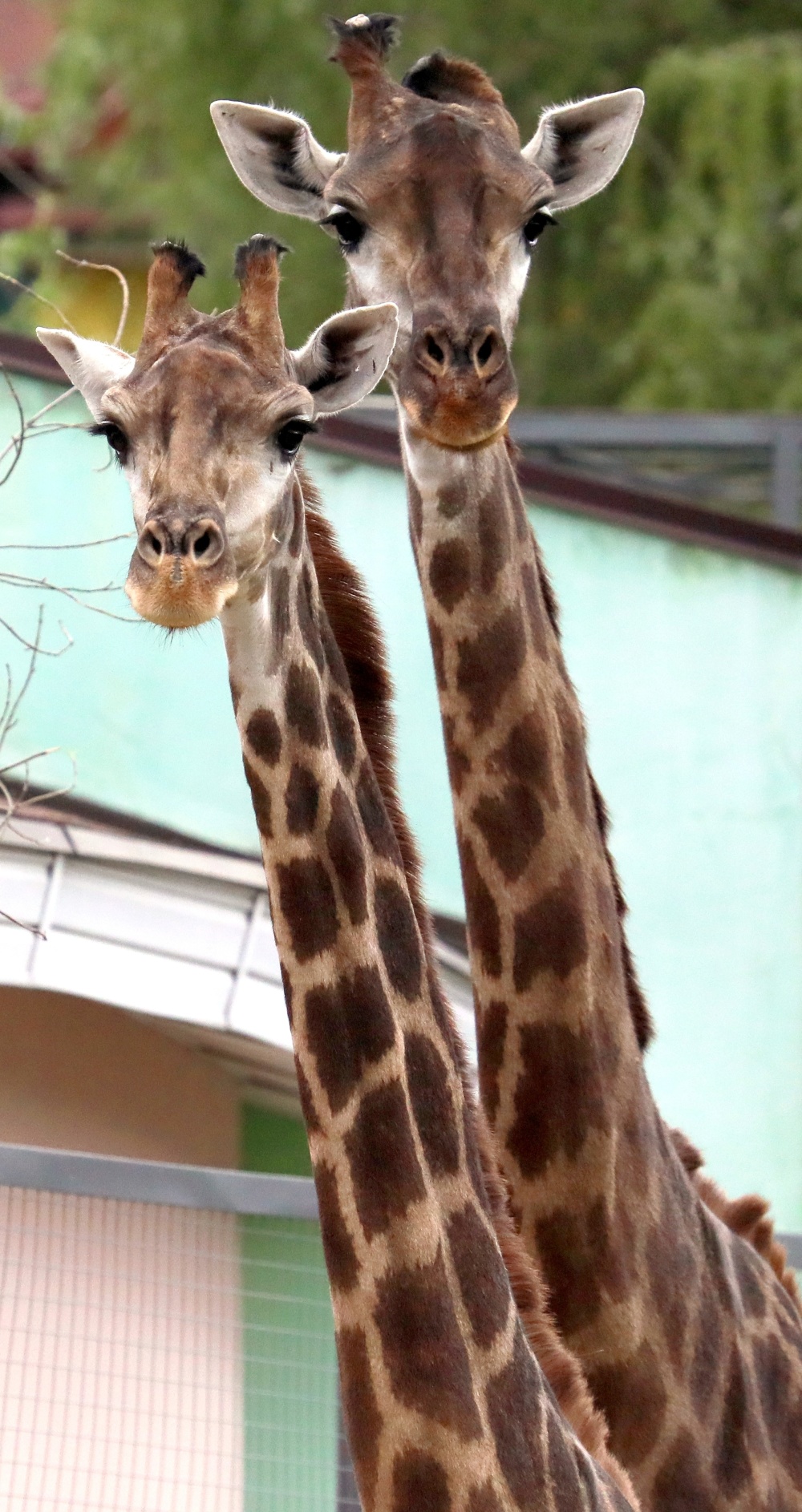 俄罗斯罗伊夫鲁奇动物园
