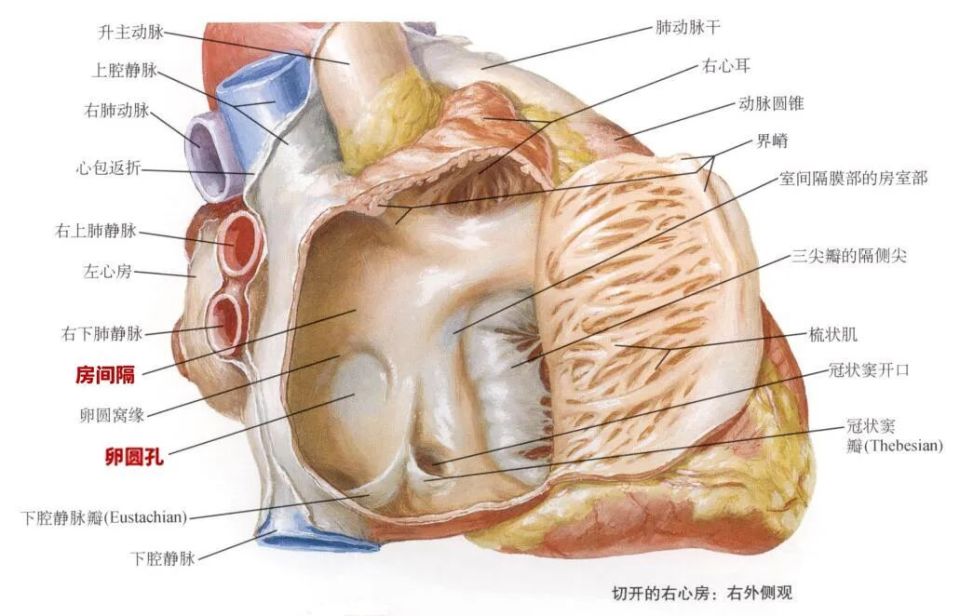 从切开的右心房看房间隔和卵圆孔丨参考资料3卵圆孔则是房间隔上的一