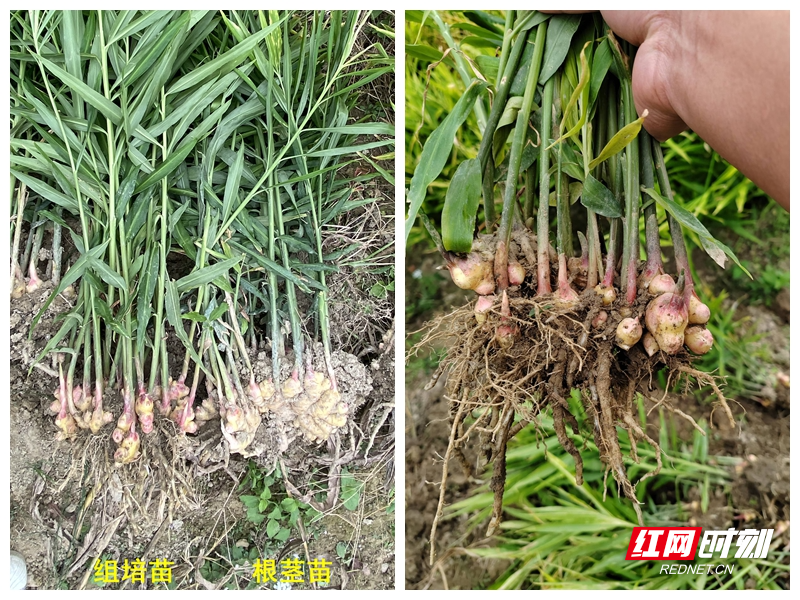 [南方生姜网-图片加载]