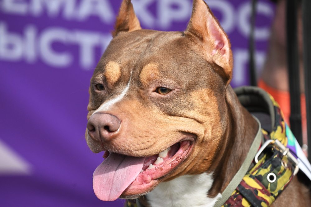 这是4月13日在俄罗斯莫斯科一个公园拍摄的参加狗狗越野跑的斗牛犬.