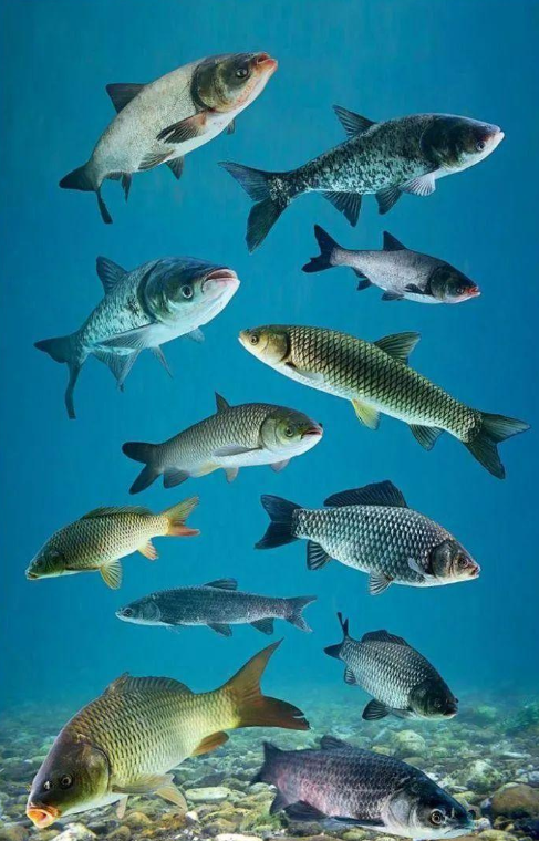 川普“对鲤鱼宣战”：美国生态危机背后的荒诞现实